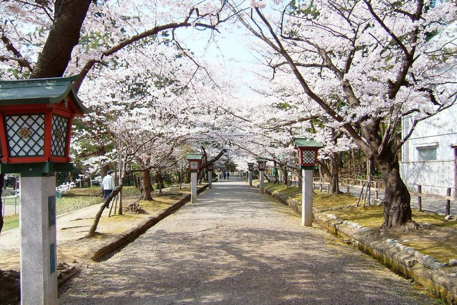 弥彦公園の桜